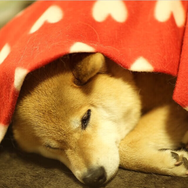 【天使队的磨合期】新援加入后战绩大幅提升，天使队队标