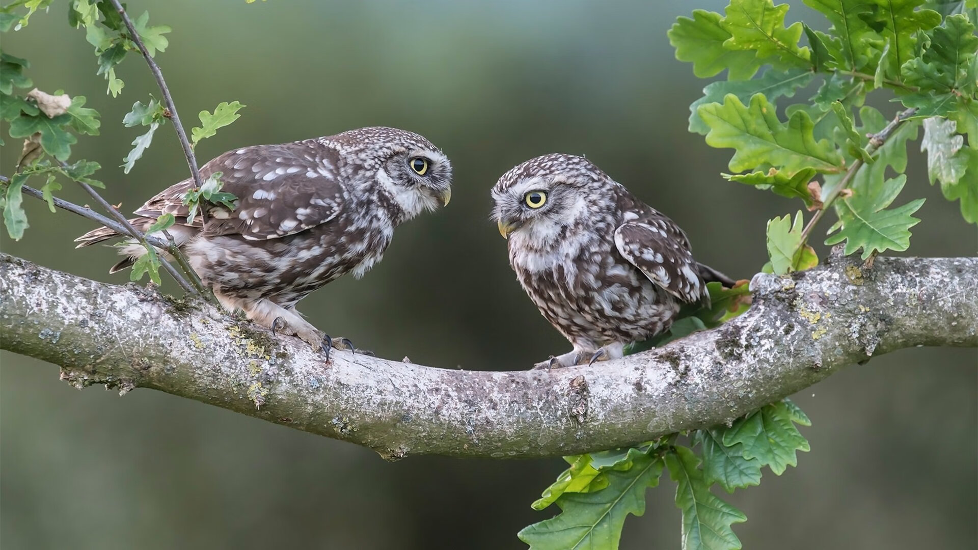 中国足球界引领创新，融合多元文化打造交流平台，中国足球文化与校园足球发展大会