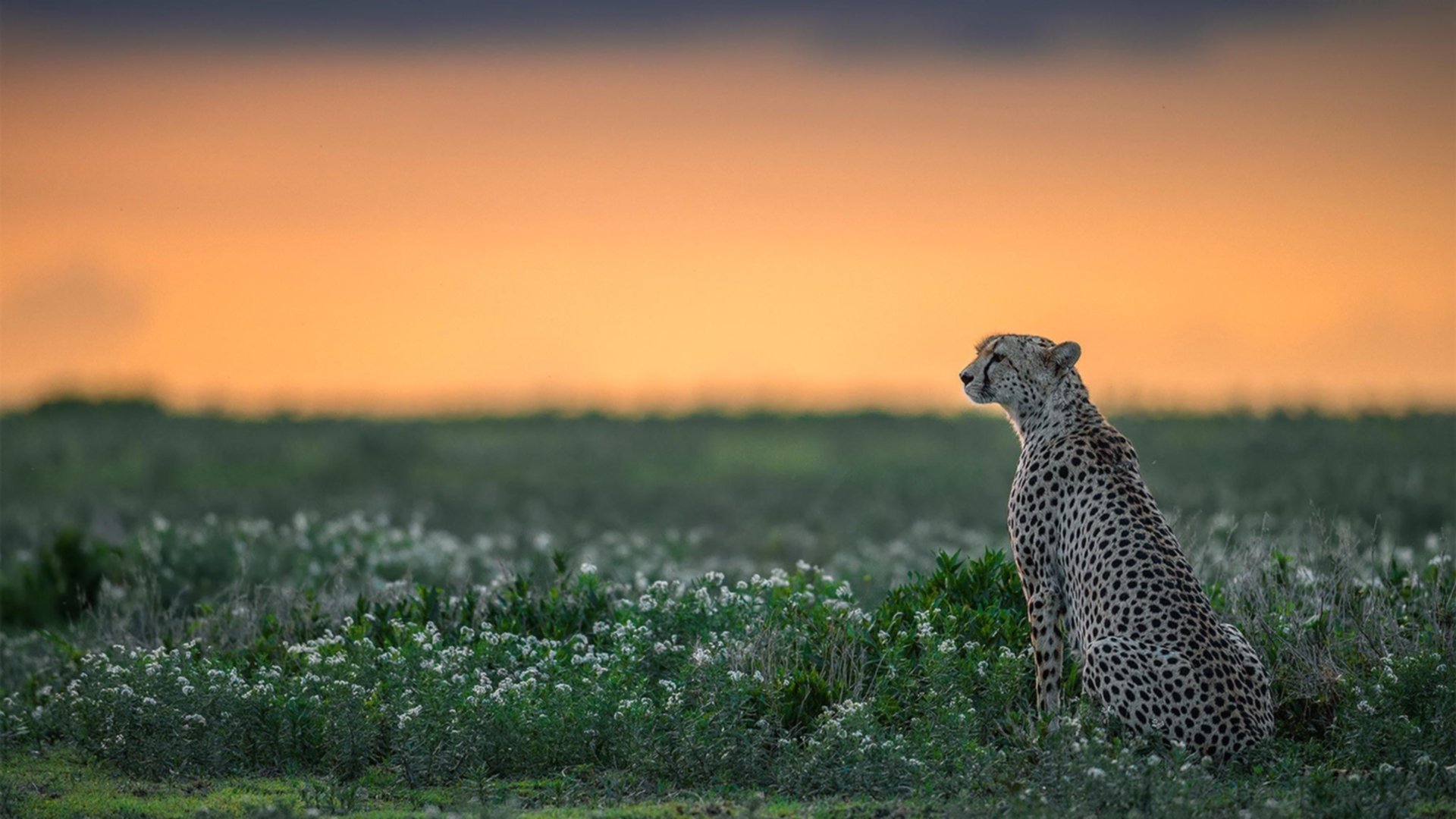 安东尼奥·皮佐拉托在男子举重比赛中获得铜牌，安东尼诺·皮佐拉托