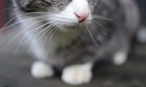 利物浦高压逼抢战术屡屡奏效，连续三场零封，利物浦枪手